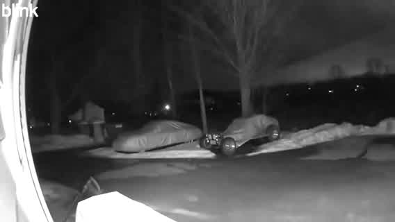 VIDEO: Skunk spotted in western Massachusetts – WWLP
