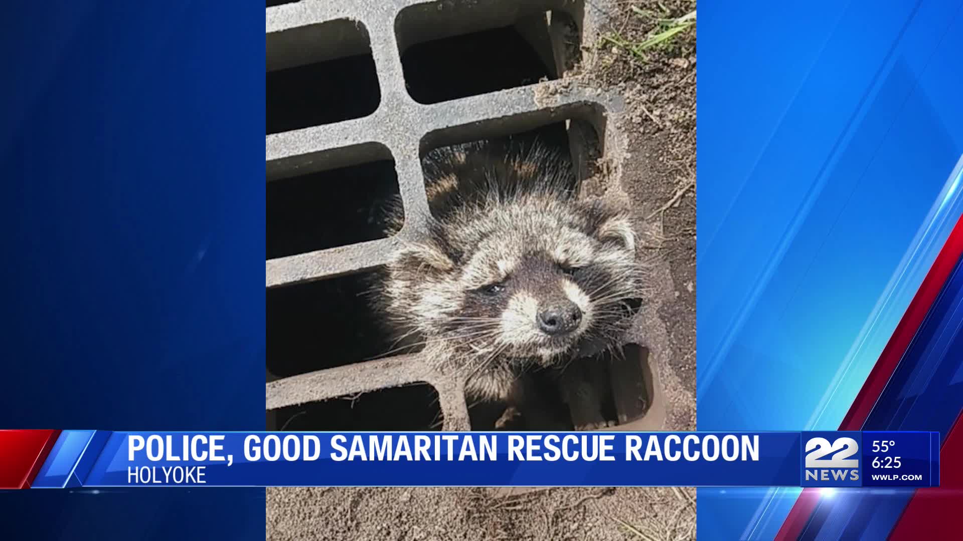 Holyoke resident and police rescue raccoon stuck in storm drain – WWLP