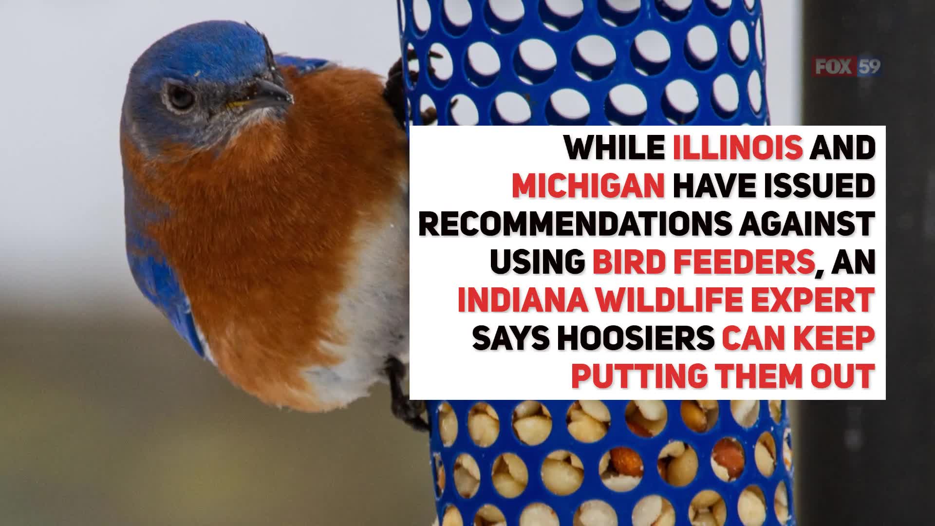 Can I put out my bird feeder? Indiana DNR says it’s OK for now Fox 59